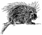 A porcupine